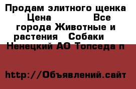 Продам элитного щенка › Цена ­ 30 000 - Все города Животные и растения » Собаки   . Ненецкий АО,Топседа п.